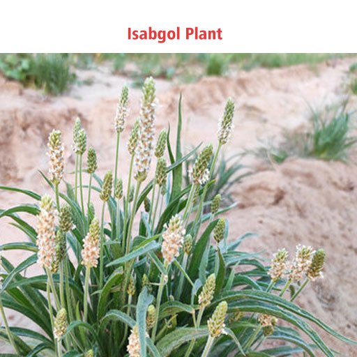 Isabgol plant with flowering stalks, growing in a sandy environment.