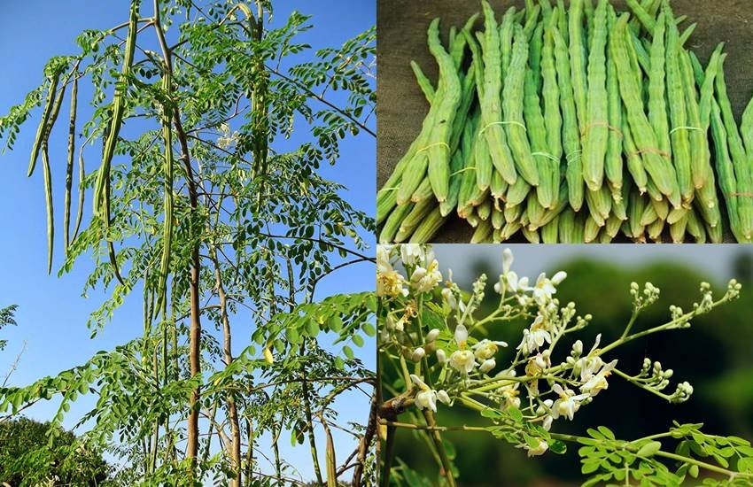 drumstick moringa-powder  